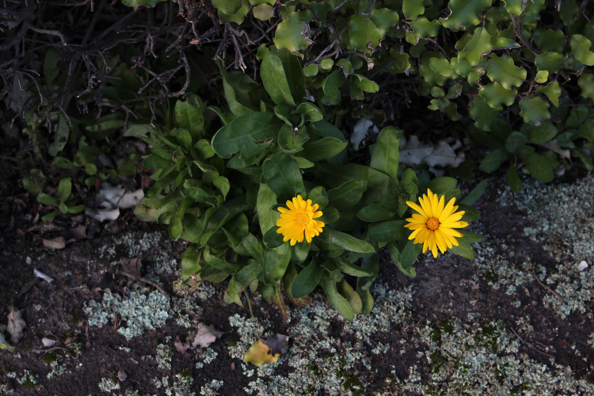 Image of pot marigold