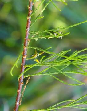 Image de Tamarix chinensis Lour.