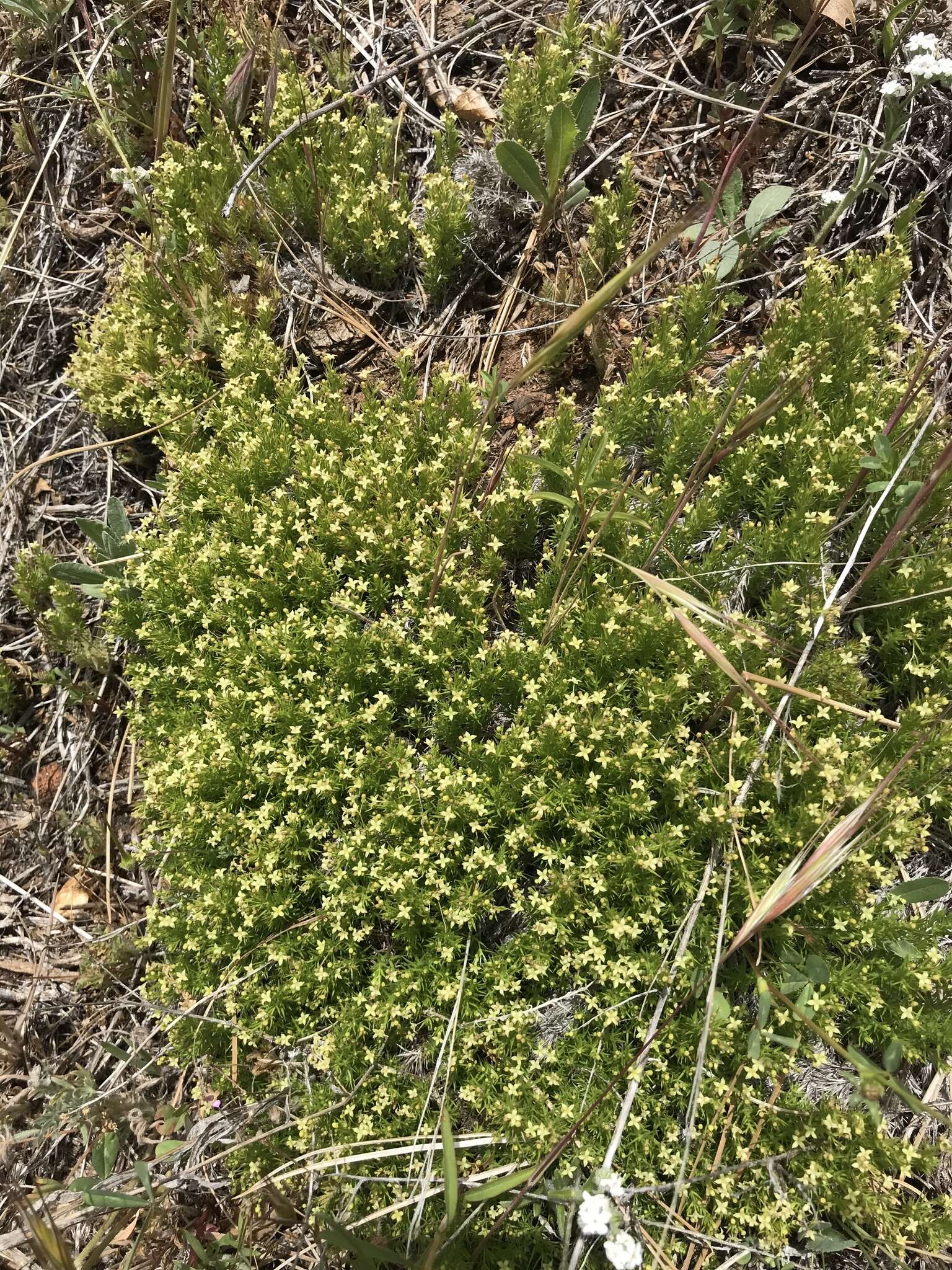 Image of Andrews' bedstraw