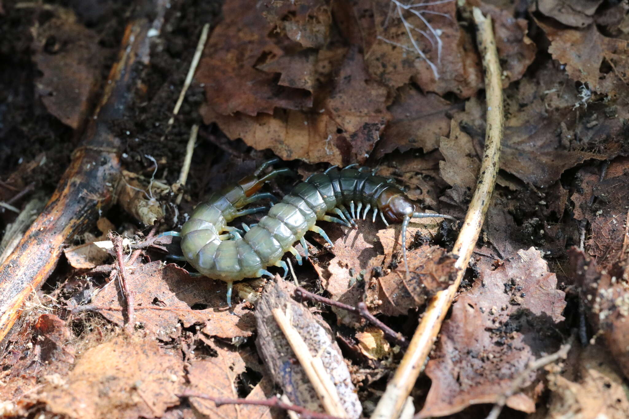 Akymnopellis chilensis (Gervais 1847) resmi