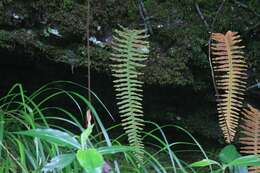 Image de Polypodiodes niponica (Mett.) Ching