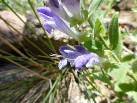 Image de Scutellaria brittonii Porter