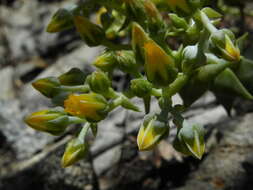 Image of San Gabriel River dudleya