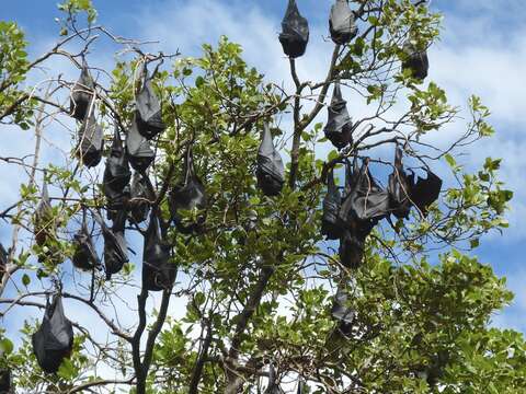 Image of Gray-headed Flying Fox