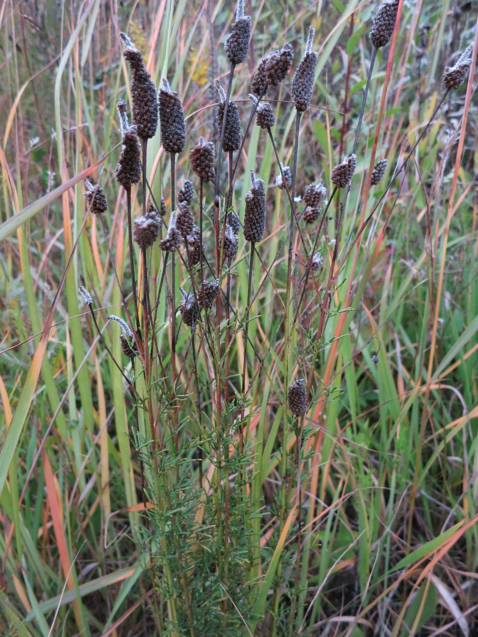 Image of purple prairie clover