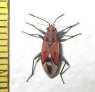 صورة Haemobaphus concinnus (Dallas & W. S. 1852)