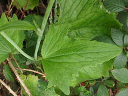 Image of Pericallis lanata (L'Hér.) B. Nord.