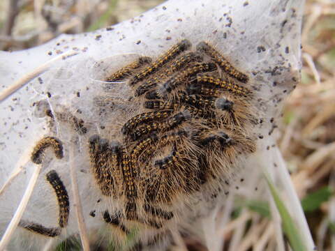 صورة Malacosoma californica Packard 1864