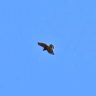 Image of Red-shouldered Hawk