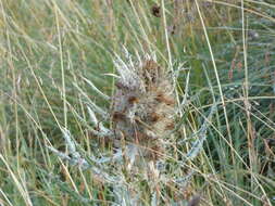 Image de Cirsium culebraense Ackerf.