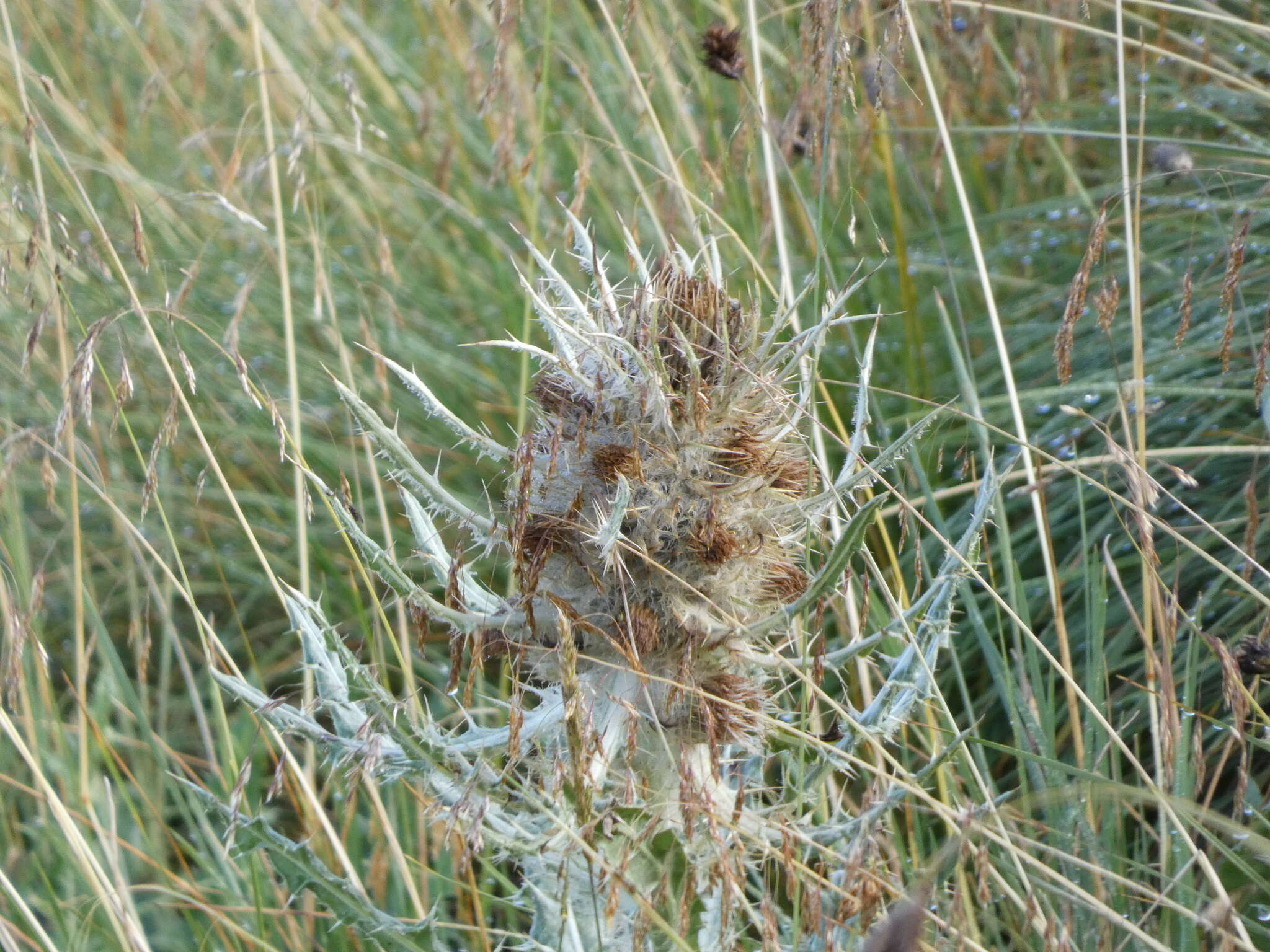 Image of Cirsium culebraense Ackerf.