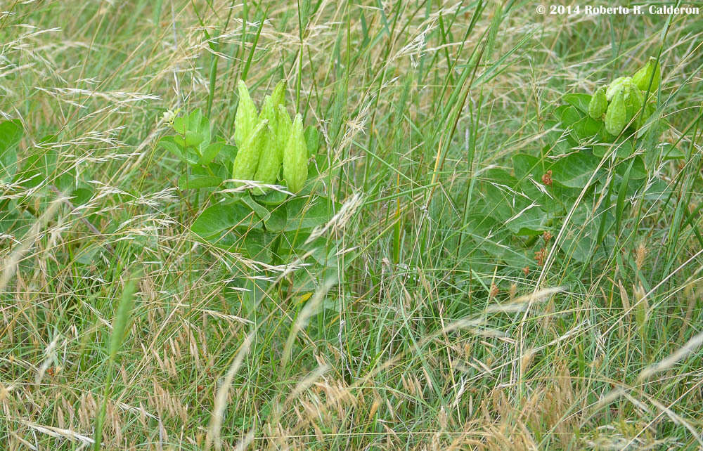 Image of Texas wintergrass