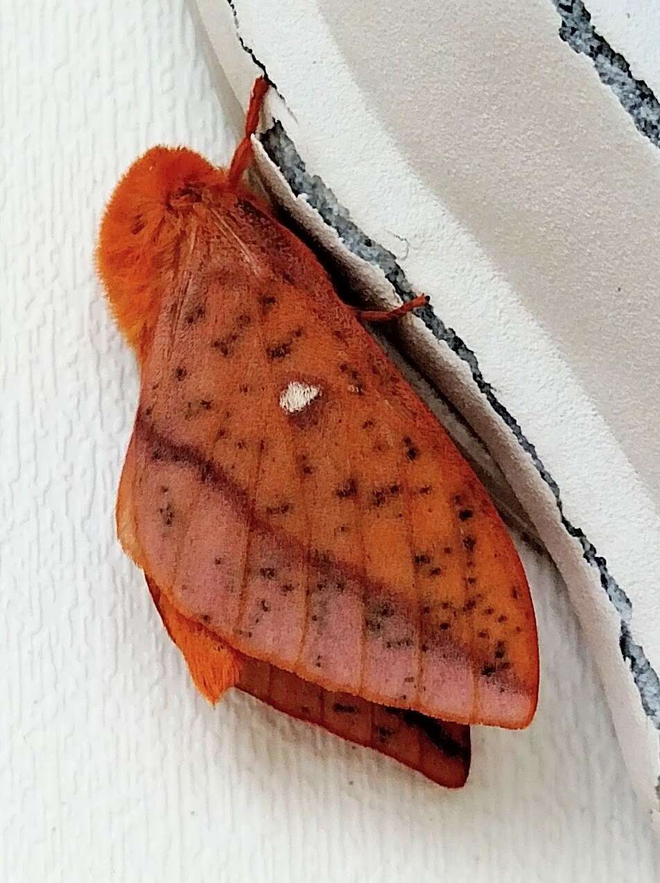 Image of Orange-tipped oakworm moth