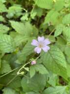 Image of Geranium gracile Ledeb. ex Nordm.