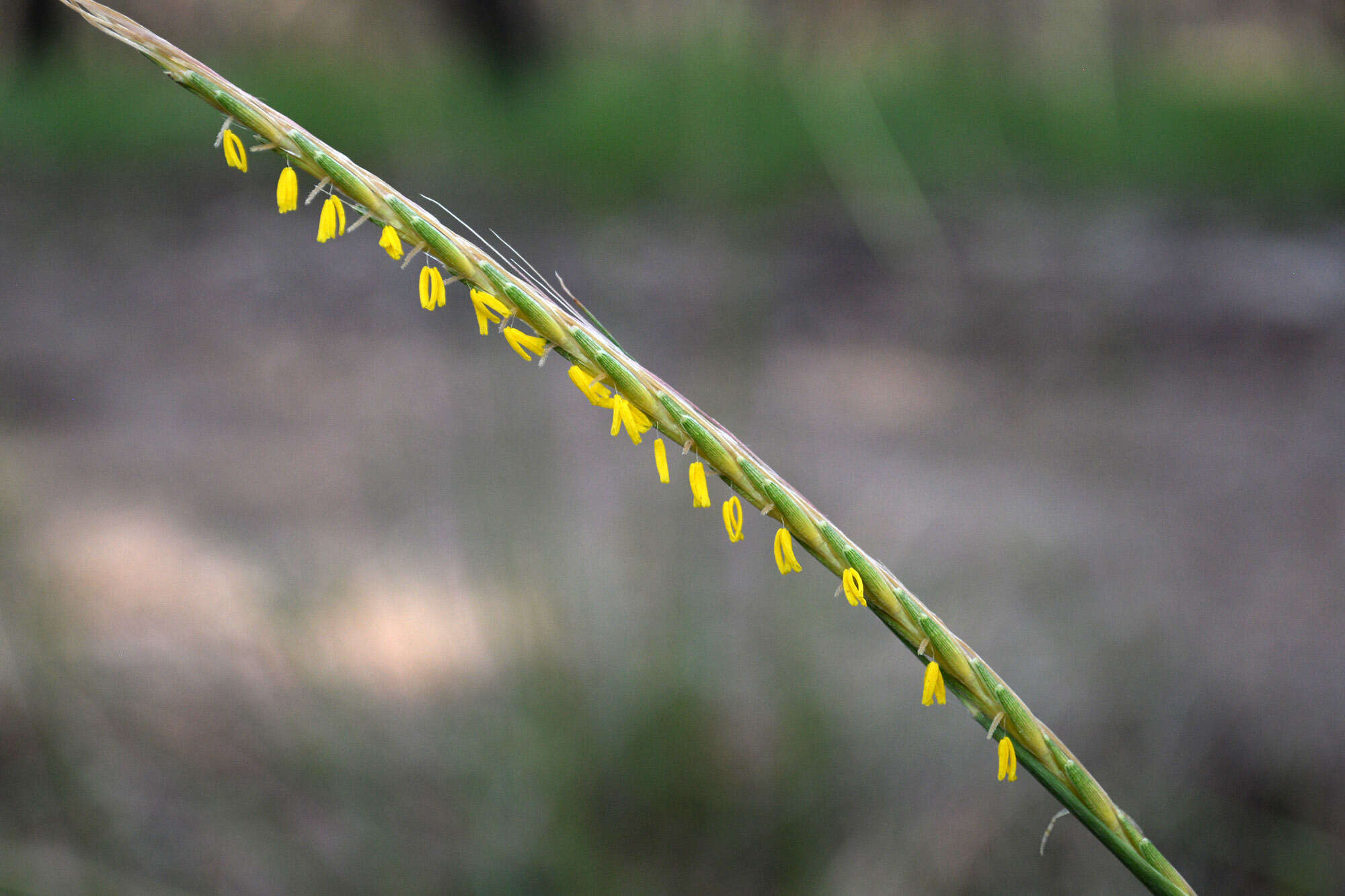 Imagem de Trachypogon spicatus (L. fil.) Kuntze