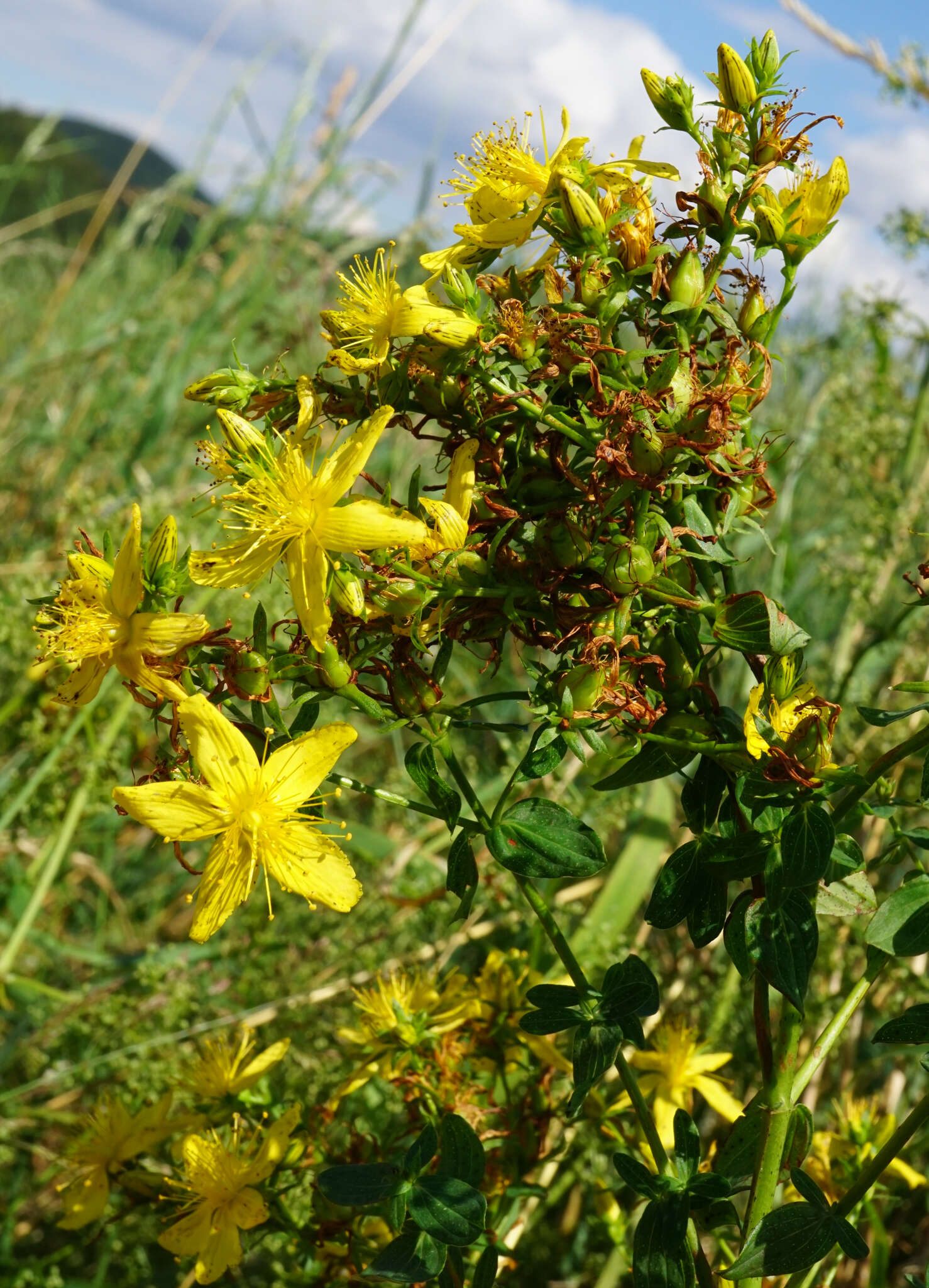 Sivun Hypericum desetangsii Lamotte kuva