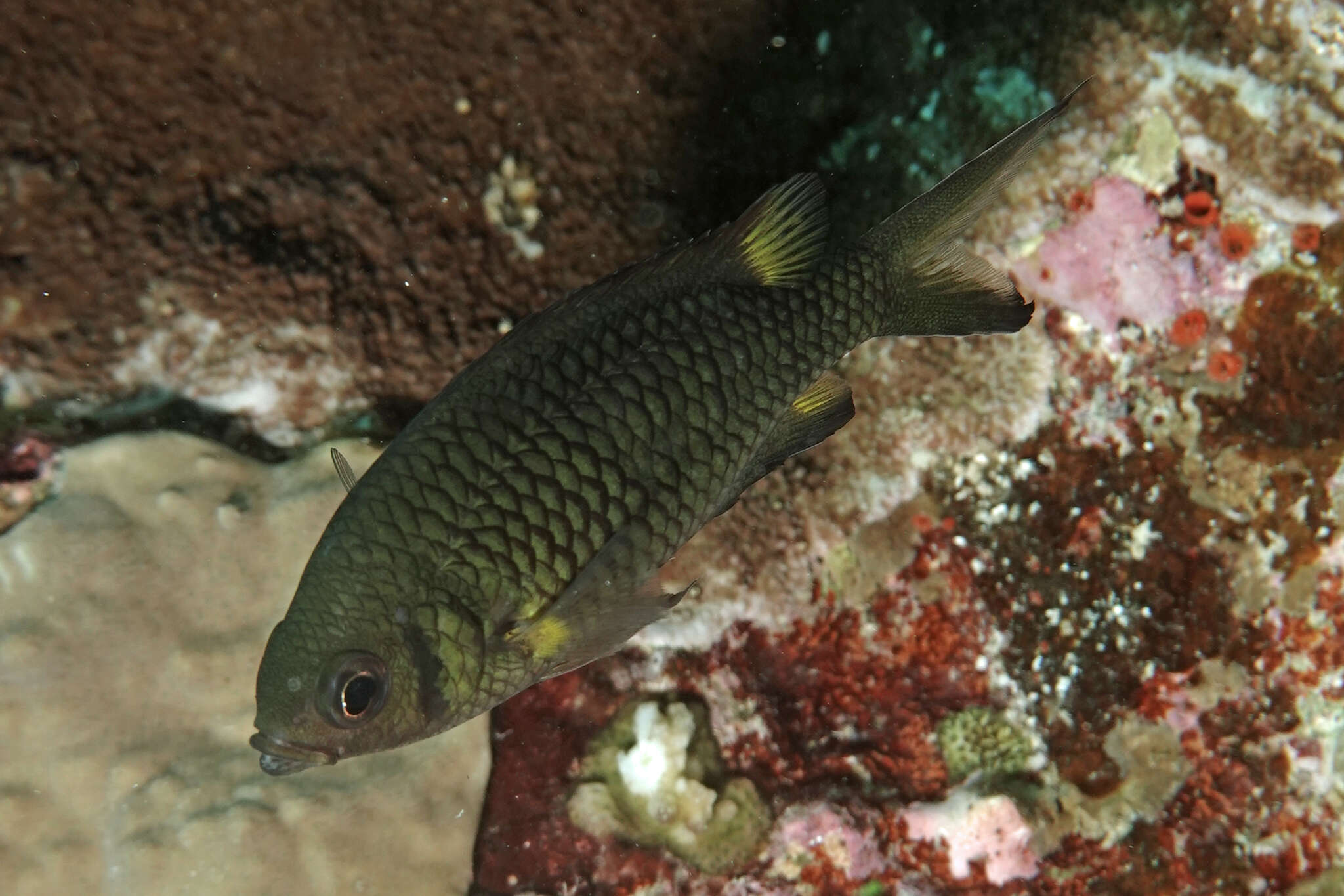 Image de Chromis weberi Fowler & Bean 1928