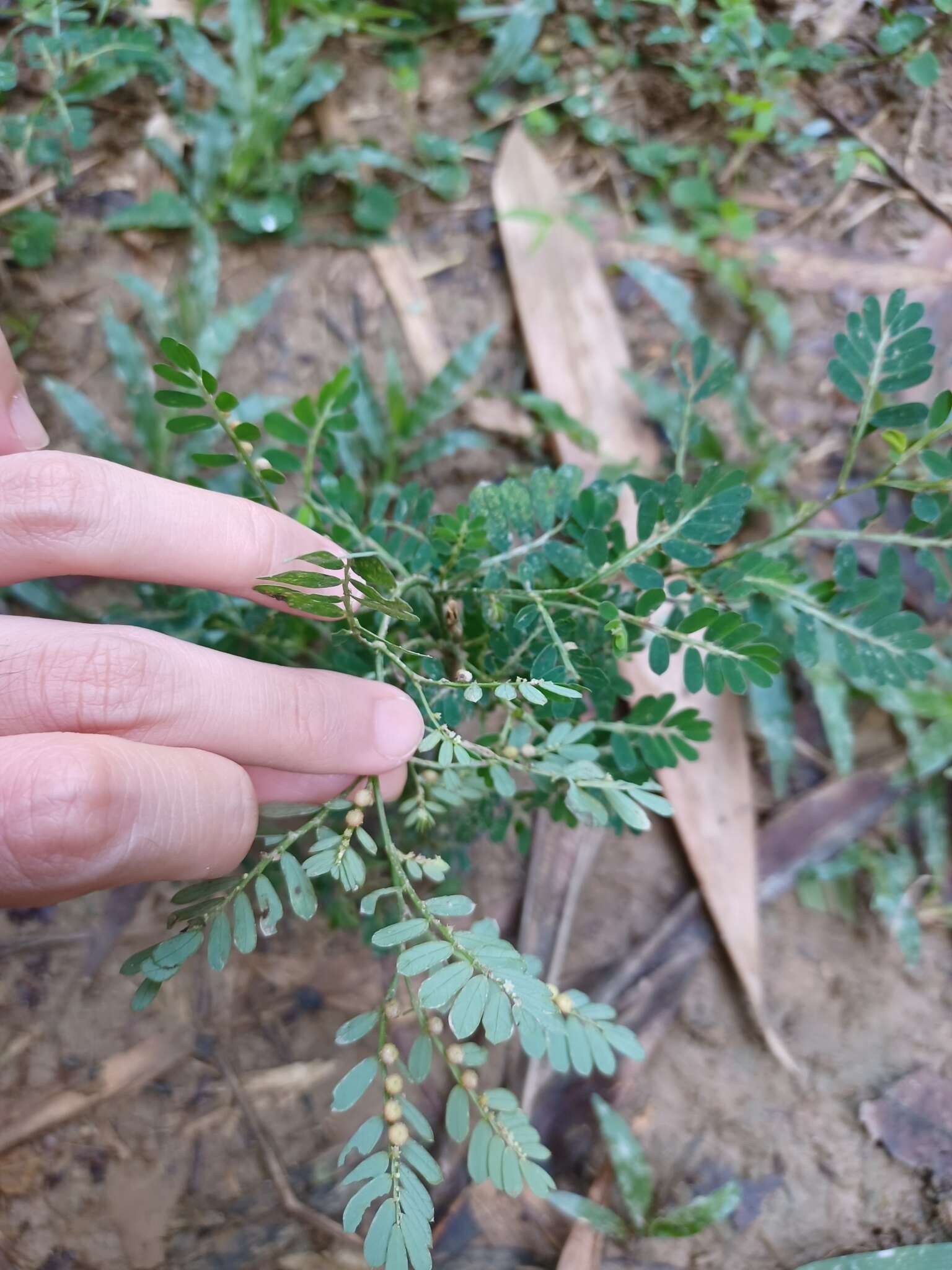 Image of Phyllanthus urinaria subsp. urinaria