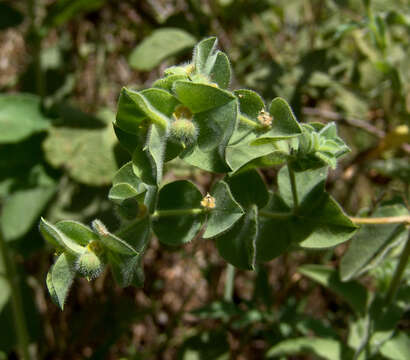 Image of Euphorbia hirsuta L.