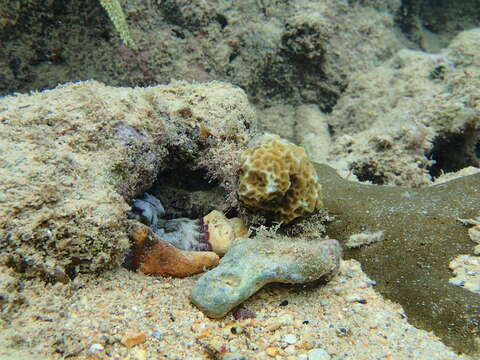 Image of Brazil reef octopus