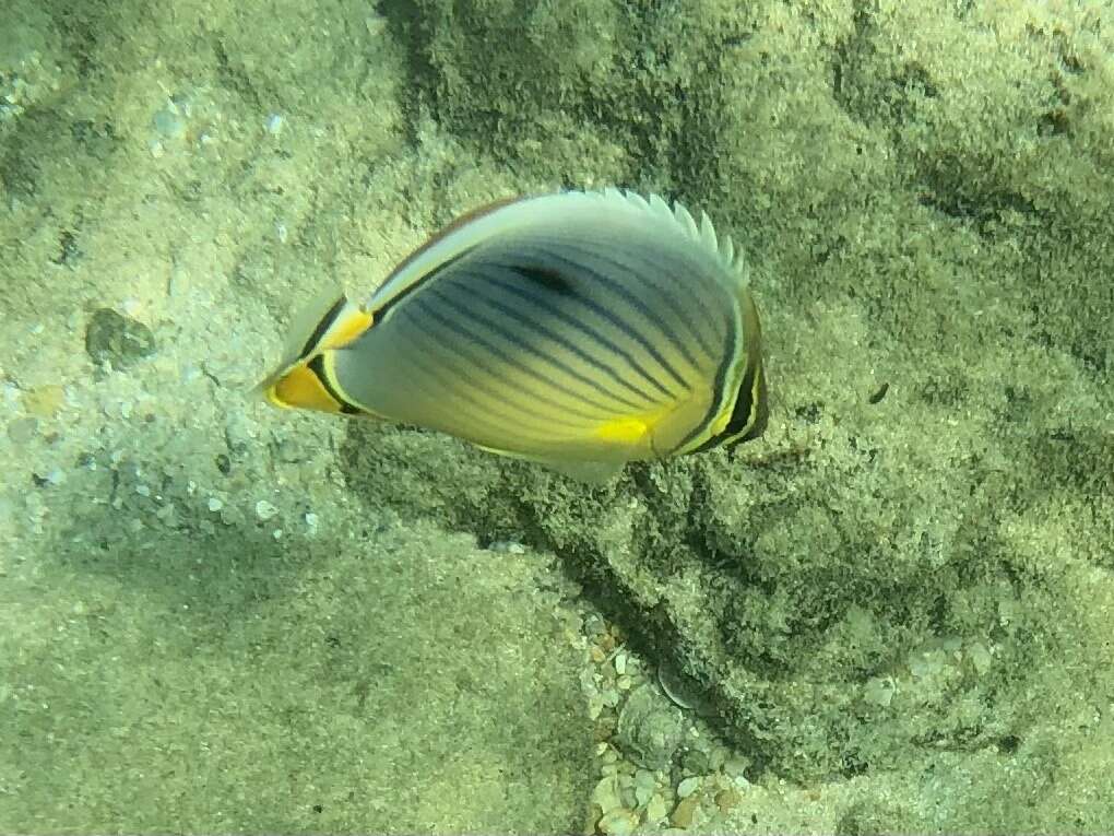 Image of Lineated Butterflyfish