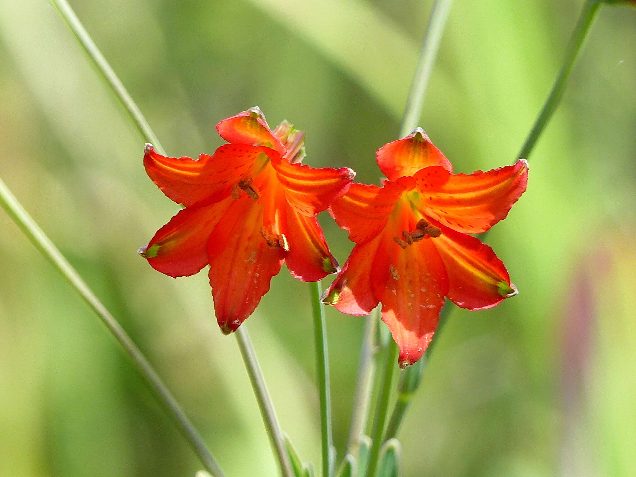 Image of Alstroemeria gardneri Baker