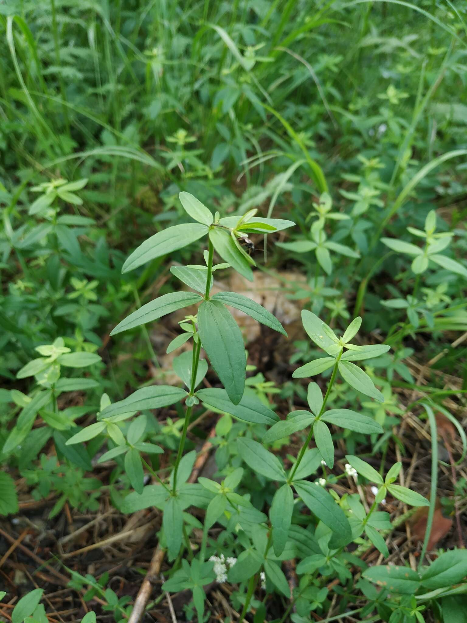 Image of Galium platygalium (Maxim.) Pobed.