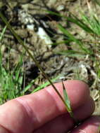 Image of Eragrostis obtusa Munro ex Ficalho & Hiern