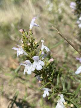 Image of Satureja montana subsp. variegata (Host) P. W. Ball