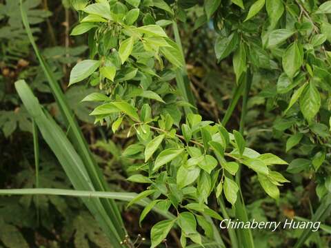 Image of Styrax formosanus Matsum.