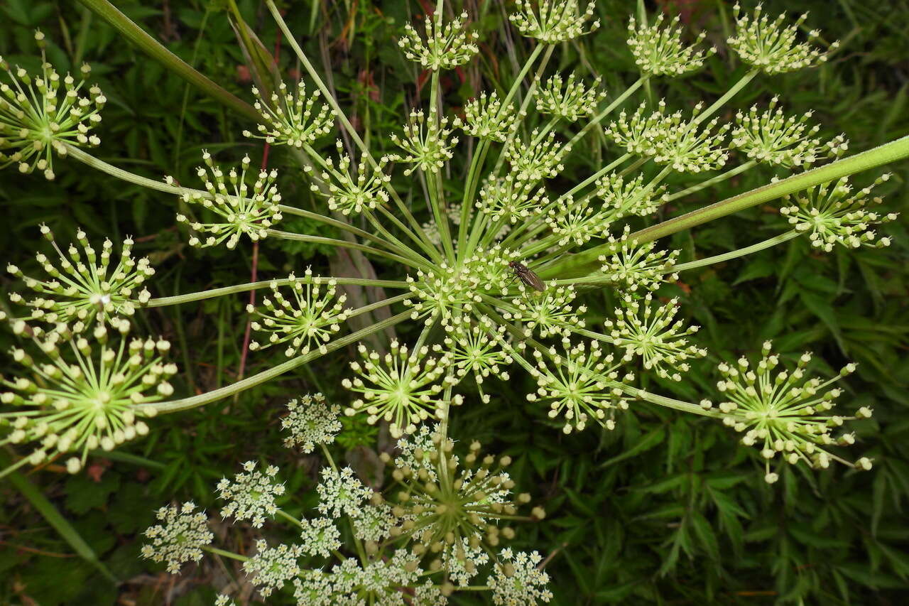 Image of Angelica morii Hayata