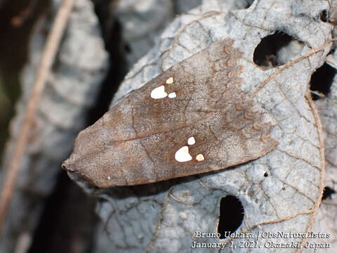 Image of Eupsilia tripunctata Butler 1878