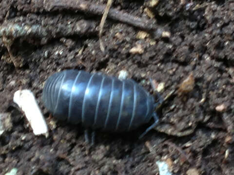 Image of Pill woodlouse