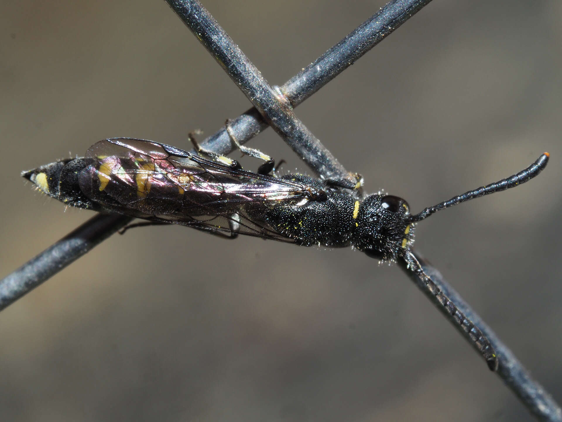 Image of Monosapyga clavicornis (Linnaeus 1758)