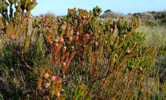 Plancia ëd Leucadendron linifolium (Jacq.) R. Br.