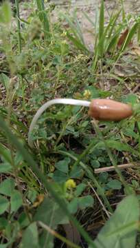 Image of Conocybe deliquescens Hauskn. & Krisai 2006