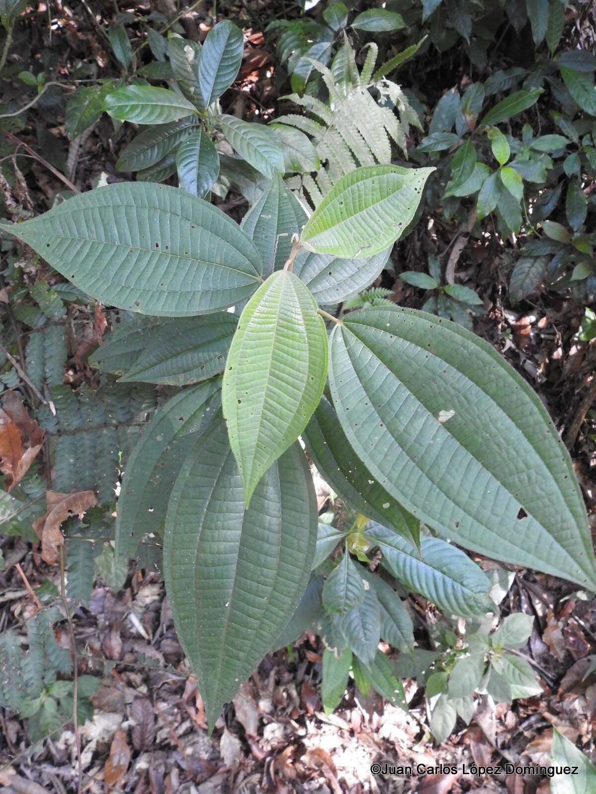 صورة Miconia sylvatica (Schltdl.) Naud.