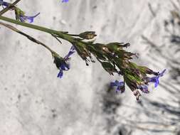 Image de Lobelia comosa L.