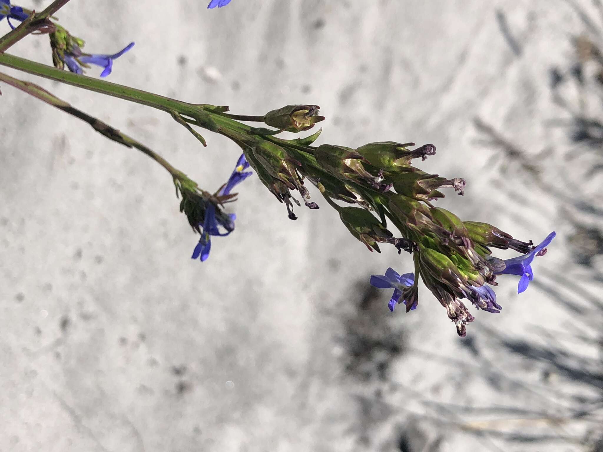 Image de Lobelia comosa L.