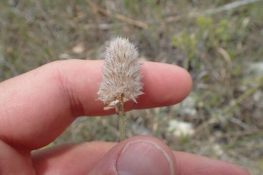 Image de Dalea aurea C. Fraser