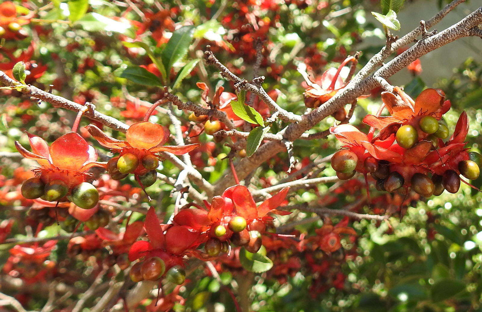 Plancia ëd Ochna serrulata (Hochst.) Walp.