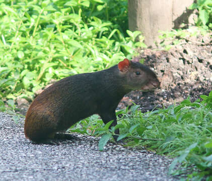 Image of Brazilian Agouti