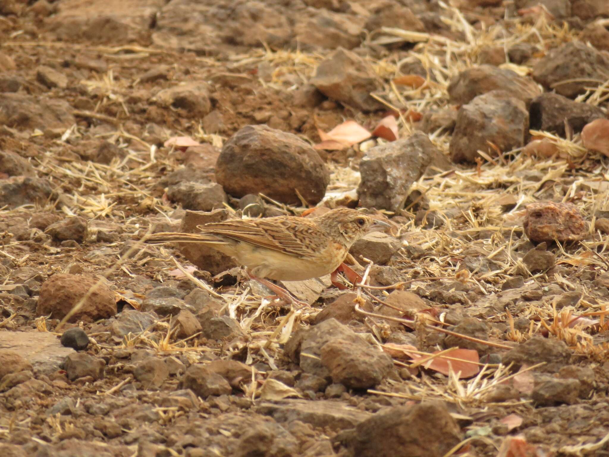 Image of Flappet Lark