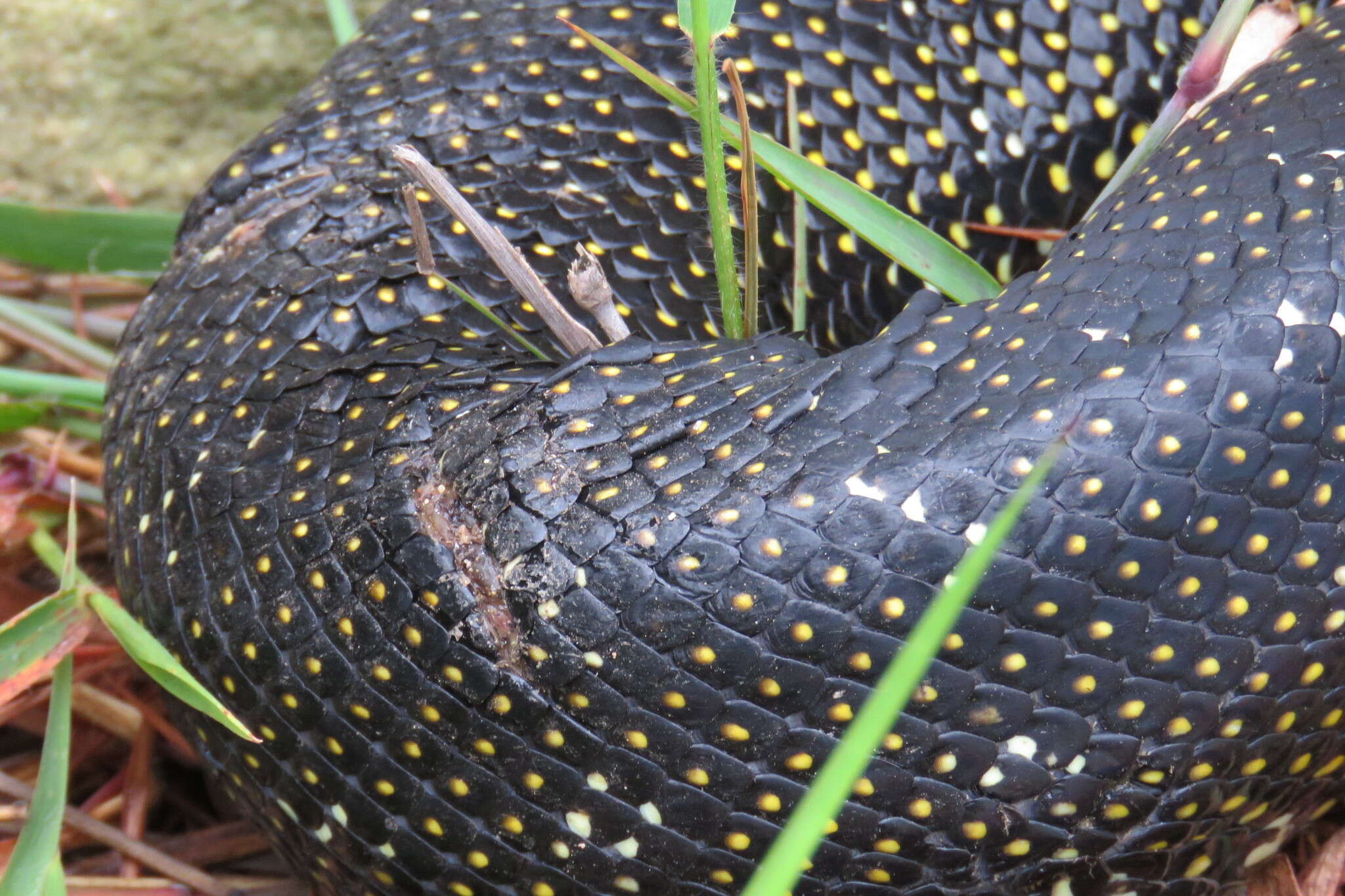 Image of Morelia spilota spilota (Lacépède 1804)