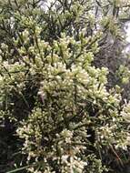 صورة Colletia hystrix Clos