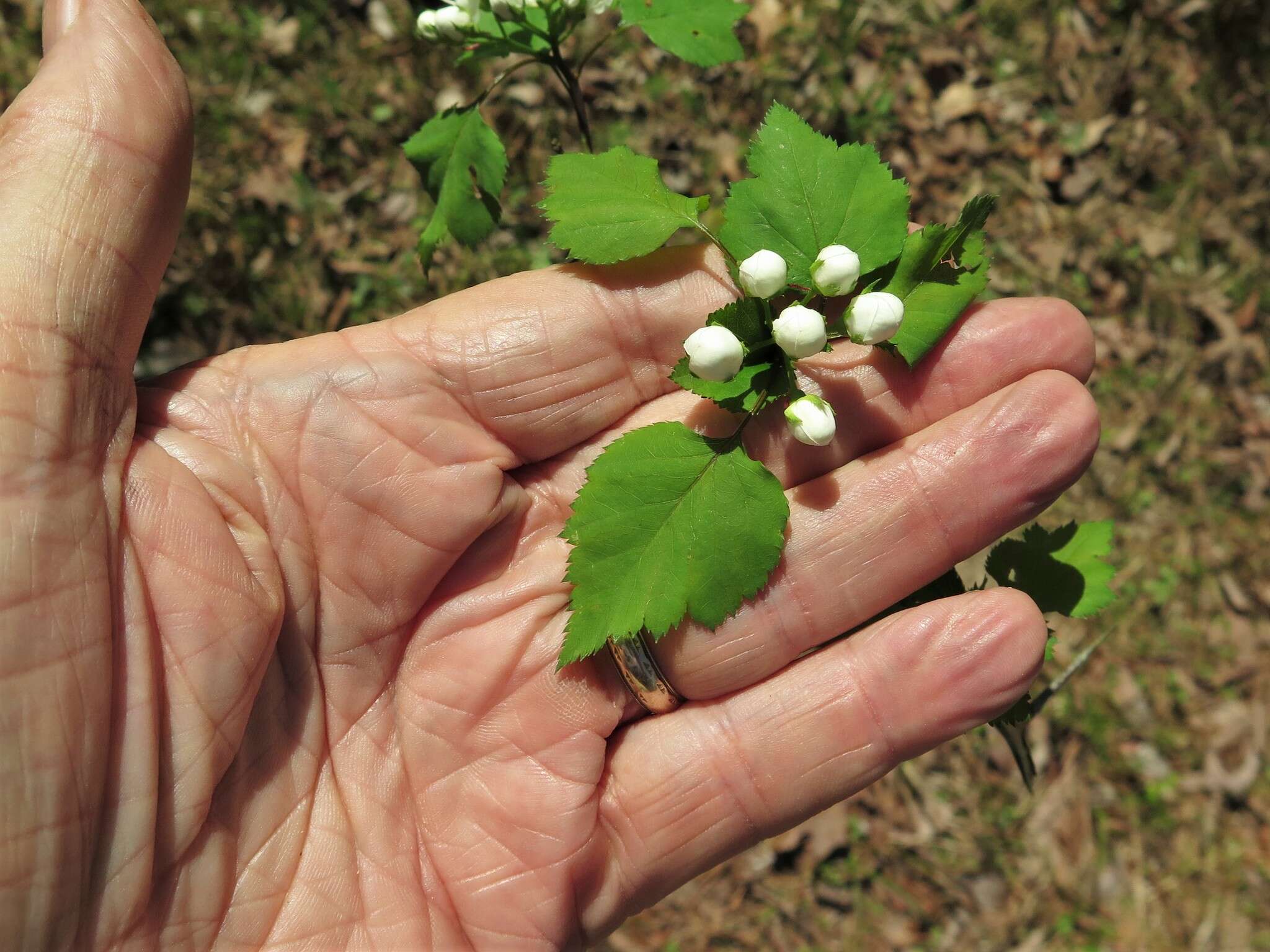 Image of Copenhagen hawthorn