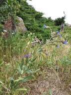 Image of Anchusa procera Bess. ex Link