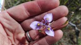 Слика од Moraea algoensis Goldblatt