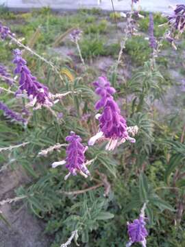 Image of Mexican bush sage