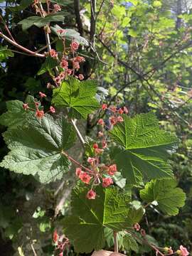 Image of trailing black currant